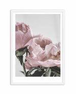 Peony '17 Art Print-PRINT-Olive et Oriel-Olive et Oriel-A5 | 5.8" x 8.3" | 14.8 x 21cm-White-With White Border-Buy-Australian-Art-Prints-Online-with-Olive-et-Oriel-Your-Artwork-Specialists-Austrailia-Decorate-With-Coastal-Photo-Wall-Art-Prints-From-Our-Beach-House-Artwork-Collection-Fine-Poster-and-Framed-Artwork