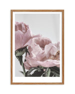 Peony '17 Art Print-PRINT-Olive et Oriel-Olive et Oriel-50x70 cm | 19.6" x 27.5"-Walnut-With White Border-Buy-Australian-Art-Prints-Online-with-Olive-et-Oriel-Your-Artwork-Specialists-Austrailia-Decorate-With-Coastal-Photo-Wall-Art-Prints-From-Our-Beach-House-Artwork-Collection-Fine-Poster-and-Framed-Artwork