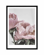 Peony '17 Art Print-PRINT-Olive et Oriel-Olive et Oriel-A5 | 5.8" x 8.3" | 14.8 x 21cm-Black-With White Border-Buy-Australian-Art-Prints-Online-with-Olive-et-Oriel-Your-Artwork-Specialists-Austrailia-Decorate-With-Coastal-Photo-Wall-Art-Prints-From-Our-Beach-House-Artwork-Collection-Fine-Poster-and-Framed-Artwork