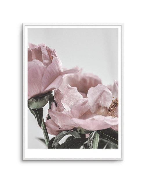 Peony '17 Art Print-PRINT-Olive et Oriel-Olive et Oriel-A5 | 5.8" x 8.3" | 14.8 x 21cm-Unframed Art Print-With White Border-Buy-Australian-Art-Prints-Online-with-Olive-et-Oriel-Your-Artwork-Specialists-Austrailia-Decorate-With-Coastal-Photo-Wall-Art-Prints-From-Our-Beach-House-Artwork-Collection-Fine-Poster-and-Framed-Artwork