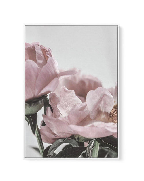 Peony '17 | Framed Canvas-CANVAS-You can shop wall art online with Olive et Oriel for everything from abstract art to fun kids wall art. Our beautiful modern art prints and canvas art are available from large canvas prints to wall art paintings and our proudly Australian artwork collection offers only the highest quality framed large wall art and canvas art Australia - You can buy fashion photography prints or Hampton print posters and paintings on canvas from Olive et Oriel and have them delive
