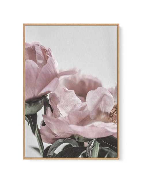 Peony '17 | Framed Canvas-CANVAS-You can shop wall art online with Olive et Oriel for everything from abstract art to fun kids wall art. Our beautiful modern art prints and canvas art are available from large canvas prints to wall art paintings and our proudly Australian artwork collection offers only the highest quality framed large wall art and canvas art Australia - You can buy fashion photography prints or Hampton print posters and paintings on canvas from Olive et Oriel and have them delive