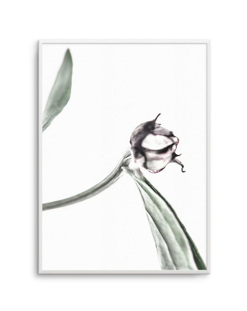 Peony Bud I Art Print-PRINT-Olive et Oriel-Olive et Oriel-A5 | 5.8" x 8.3" | 14.8 x 21cm-Unframed Art Print-With White Border-Buy-Australian-Art-Prints-Online-with-Olive-et-Oriel-Your-Artwork-Specialists-Austrailia-Decorate-With-Coastal-Photo-Wall-Art-Prints-From-Our-Beach-House-Artwork-Collection-Fine-Poster-and-Framed-Artwork