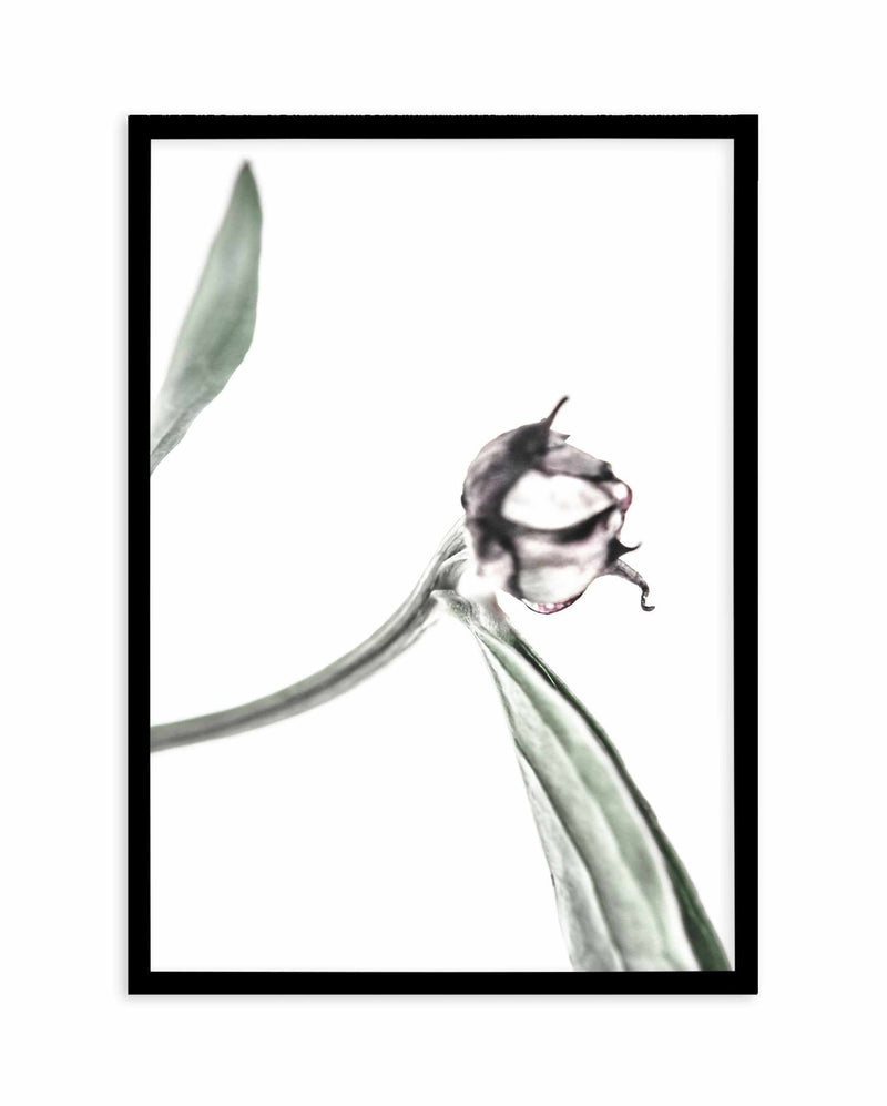 Peony Bud I Art Print-PRINT-Olive et Oriel-Olive et Oriel-A5 | 5.8" x 8.3" | 14.8 x 21cm-Black-With White Border-Buy-Australian-Art-Prints-Online-with-Olive-et-Oriel-Your-Artwork-Specialists-Austrailia-Decorate-With-Coastal-Photo-Wall-Art-Prints-From-Our-Beach-House-Artwork-Collection-Fine-Poster-and-Framed-Artwork