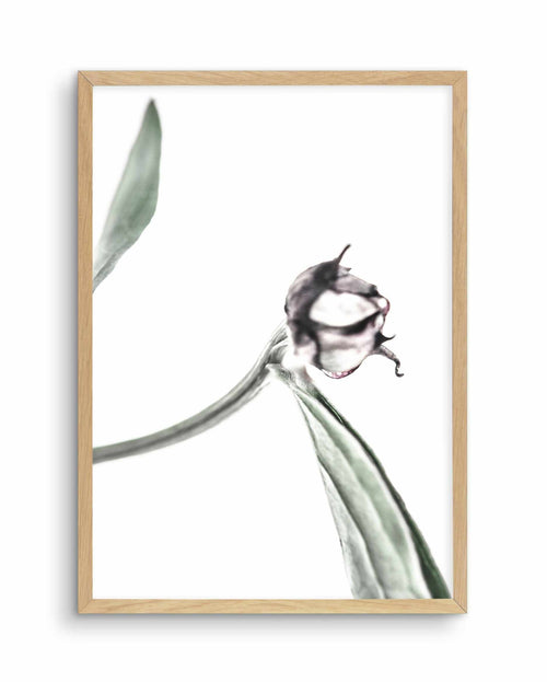 Peony Bud I Art Print-PRINT-Olive et Oriel-Olive et Oriel-A5 | 5.8" x 8.3" | 14.8 x 21cm-Oak-With White Border-Buy-Australian-Art-Prints-Online-with-Olive-et-Oriel-Your-Artwork-Specialists-Austrailia-Decorate-With-Coastal-Photo-Wall-Art-Prints-From-Our-Beach-House-Artwork-Collection-Fine-Poster-and-Framed-Artwork