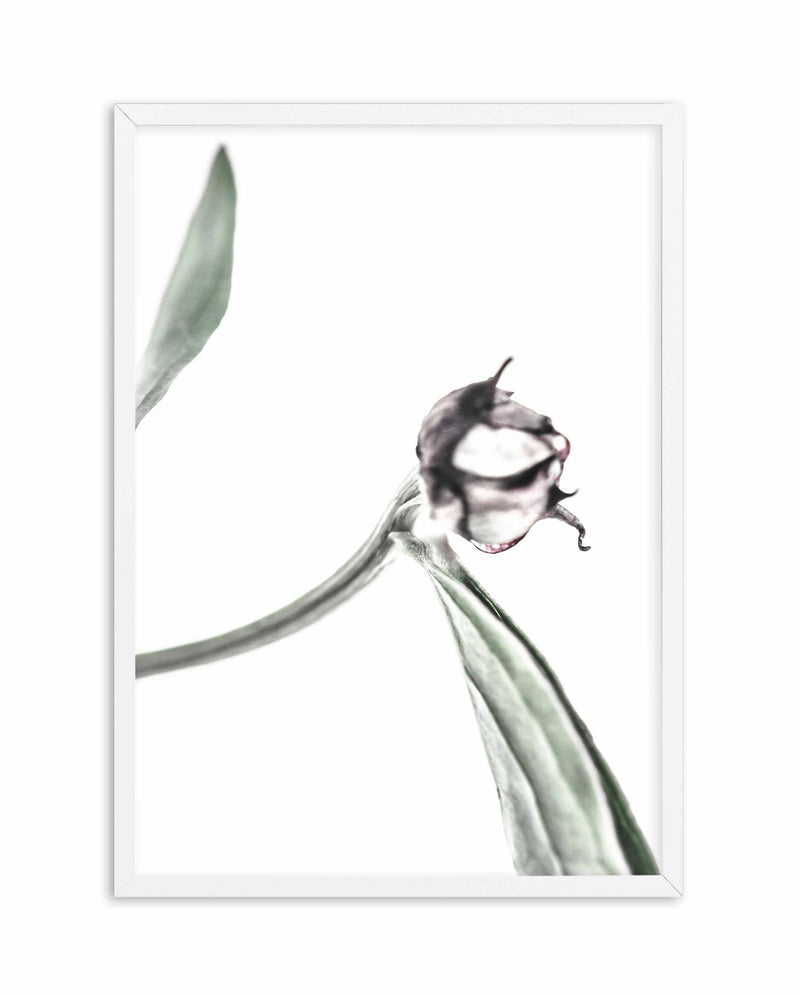 Peony Bud I Art Print-PRINT-Olive et Oriel-Olive et Oriel-A5 | 5.8" x 8.3" | 14.8 x 21cm-White-With White Border-Buy-Australian-Art-Prints-Online-with-Olive-et-Oriel-Your-Artwork-Specialists-Austrailia-Decorate-With-Coastal-Photo-Wall-Art-Prints-From-Our-Beach-House-Artwork-Collection-Fine-Poster-and-Framed-Artwork