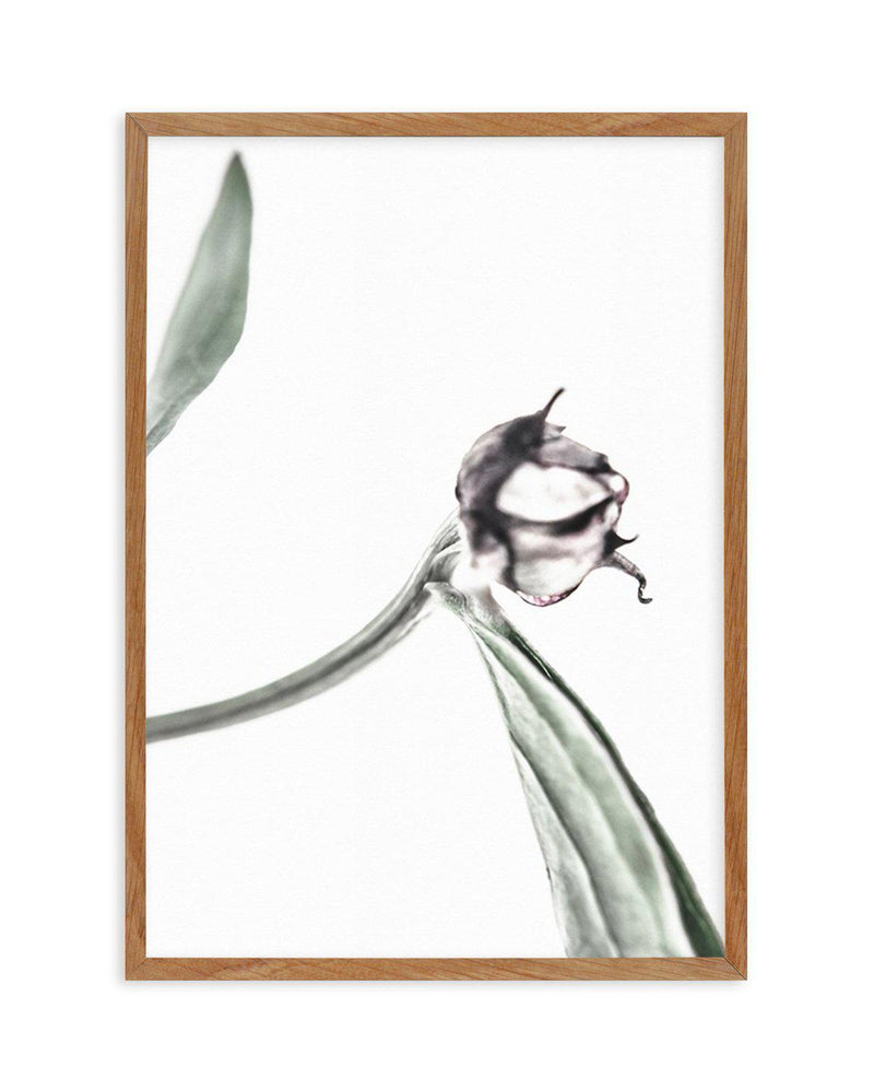 Peony Bud I Art Print-PRINT-Olive et Oriel-Olive et Oriel-50x70 cm | 19.6" x 27.5"-Walnut-With White Border-Buy-Australian-Art-Prints-Online-with-Olive-et-Oriel-Your-Artwork-Specialists-Austrailia-Decorate-With-Coastal-Photo-Wall-Art-Prints-From-Our-Beach-House-Artwork-Collection-Fine-Poster-and-Framed-Artwork