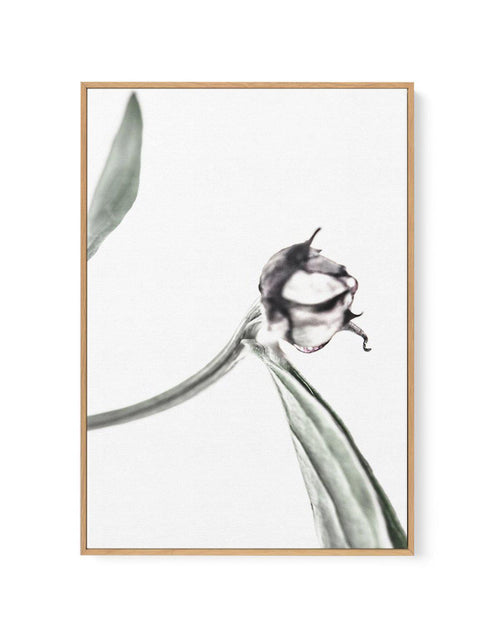 Peony Bud I | Framed Canvas-CANVAS-You can shop wall art online with Olive et Oriel for everything from abstract art to fun kids wall art. Our beautiful modern art prints and canvas art are available from large canvas prints to wall art paintings and our proudly Australian artwork collection offers only the highest quality framed large wall art and canvas art Australia - You can buy fashion photography prints or Hampton print posters and paintings on canvas from Olive et Oriel and have them deli