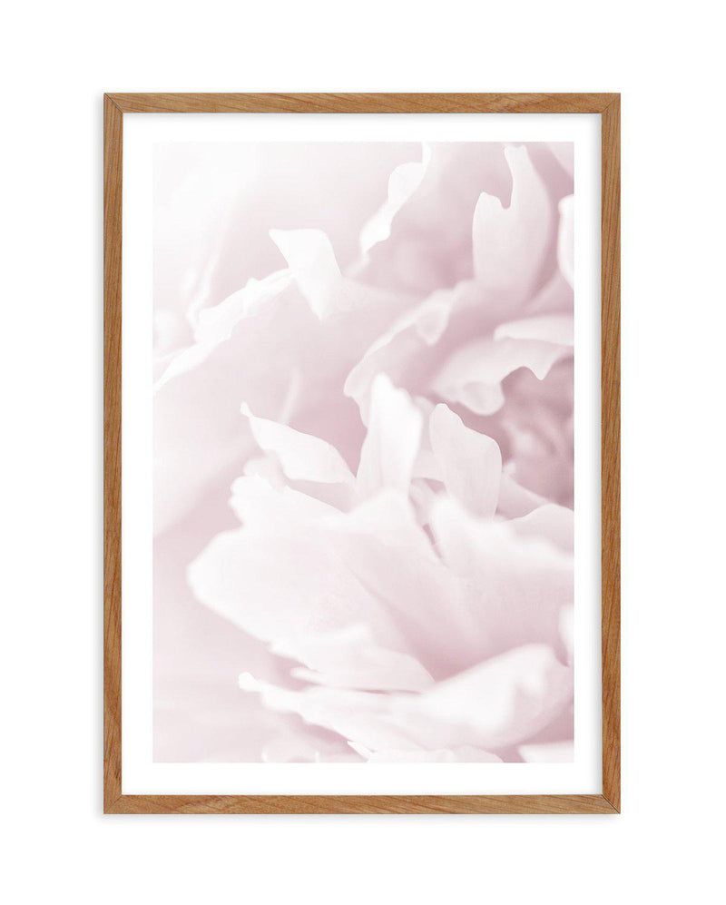 Peony In Bloom I Art Print-PRINT-Olive et Oriel-Olive et Oriel-50x70 cm | 19.6" x 27.5"-Walnut-With White Border-Buy-Australian-Art-Prints-Online-with-Olive-et-Oriel-Your-Artwork-Specialists-Austrailia-Decorate-With-Coastal-Photo-Wall-Art-Prints-From-Our-Beach-House-Artwork-Collection-Fine-Poster-and-Framed-Artwork