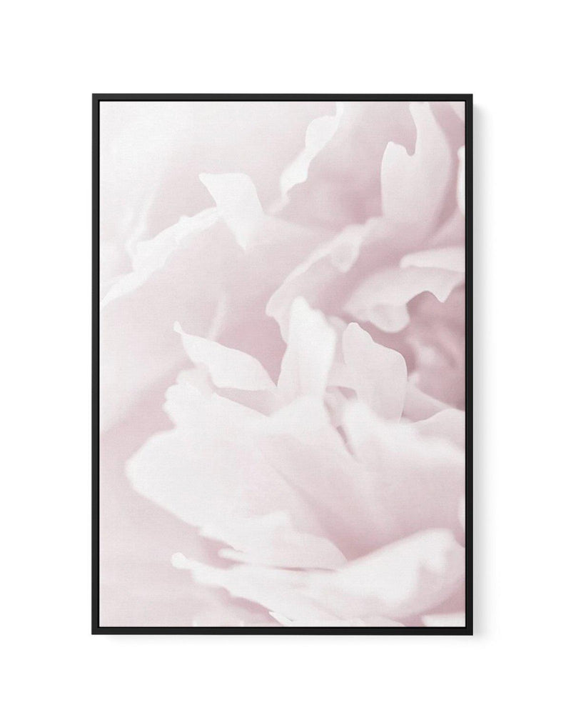Peony In Bloom I | Framed Canvas-CANVAS-You can shop wall art online with Olive et Oriel for everything from abstract art to fun kids wall art. Our beautiful modern art prints and canvas art are available from large canvas prints to wall art paintings and our proudly Australian artwork collection offers only the highest quality framed large wall art and canvas art Australia - You can buy fashion photography prints or Hampton print posters and paintings on canvas from Olive et Oriel and have them