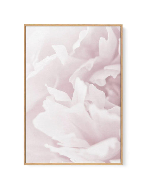 Peony In Bloom I | Framed Canvas-CANVAS-You can shop wall art online with Olive et Oriel for everything from abstract art to fun kids wall art. Our beautiful modern art prints and canvas art are available from large canvas prints to wall art paintings and our proudly Australian artwork collection offers only the highest quality framed large wall art and canvas art Australia - You can buy fashion photography prints or Hampton print posters and paintings on canvas from Olive et Oriel and have them