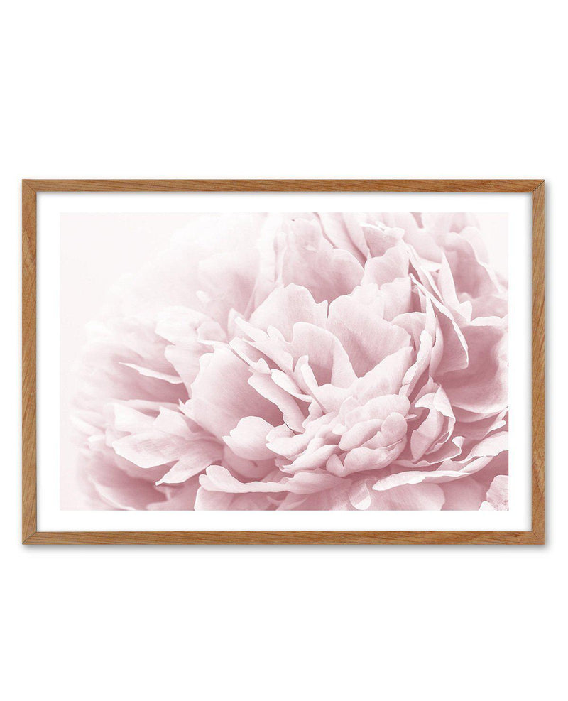 Peony In Bloom II Art Print-PRINT-Olive et Oriel-Olive et Oriel-50x70 cm | 19.6" x 27.5"-Walnut-With White Border-Buy-Australian-Art-Prints-Online-with-Olive-et-Oriel-Your-Artwork-Specialists-Austrailia-Decorate-With-Coastal-Photo-Wall-Art-Prints-From-Our-Beach-House-Artwork-Collection-Fine-Poster-and-Framed-Artwork