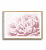 Peony In Bloom II Art Print-PRINT-Olive et Oriel-Olive et Oriel-A4 | 8.3" x 11.7" | 21 x 29.7cm-Oak-With White Border-Buy-Australian-Art-Prints-Online-with-Olive-et-Oriel-Your-Artwork-Specialists-Austrailia-Decorate-With-Coastal-Photo-Wall-Art-Prints-From-Our-Beach-House-Artwork-Collection-Fine-Poster-and-Framed-Artwork
