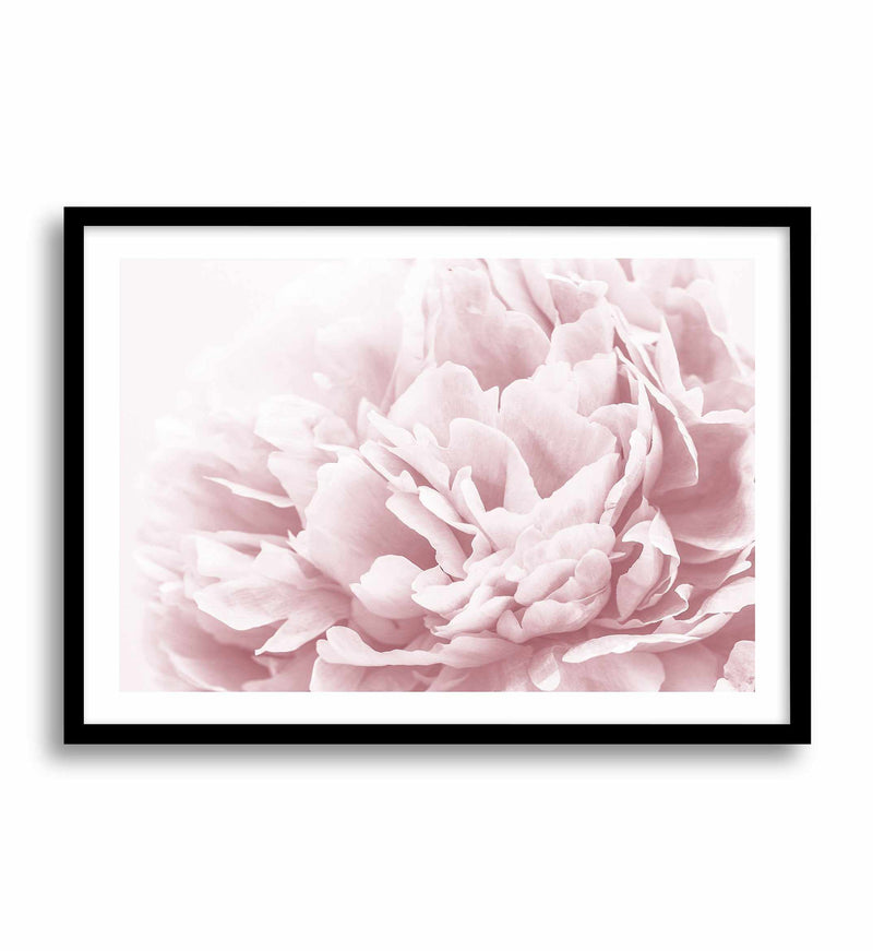 Peony In Bloom II Art Print-PRINT-Olive et Oriel-Olive et Oriel-A4 | 8.3" x 11.7" | 21 x 29.7cm-Black-With White Border-Buy-Australian-Art-Prints-Online-with-Olive-et-Oriel-Your-Artwork-Specialists-Austrailia-Decorate-With-Coastal-Photo-Wall-Art-Prints-From-Our-Beach-House-Artwork-Collection-Fine-Poster-and-Framed-Artwork