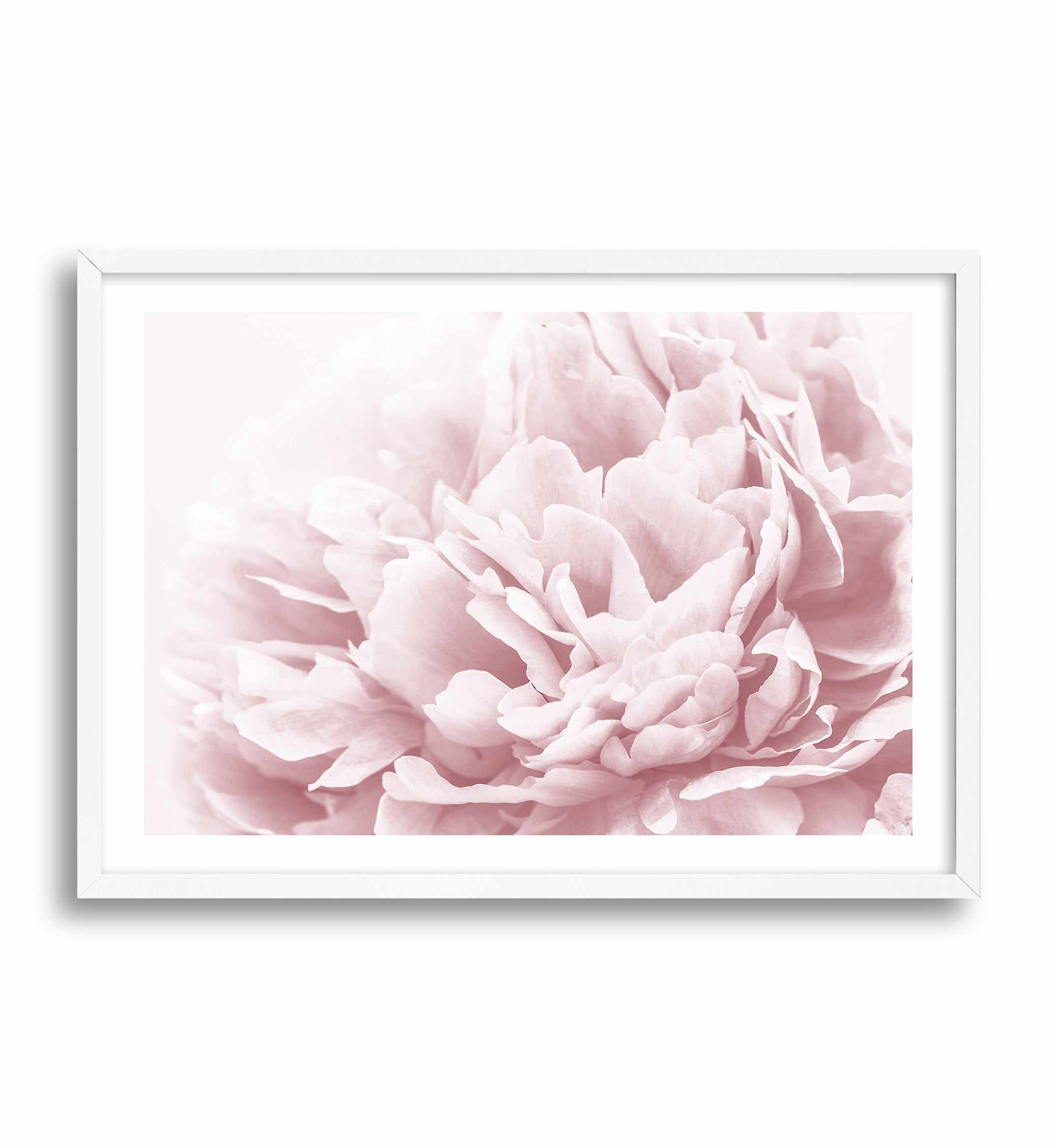 Peony In Bloom II Art Print-PRINT-Olive et Oriel-Olive et Oriel-A4 | 8.3" x 11.7" | 21 x 29.7cm-White-With White Border-Buy-Australian-Art-Prints-Online-with-Olive-et-Oriel-Your-Artwork-Specialists-Austrailia-Decorate-With-Coastal-Photo-Wall-Art-Prints-From-Our-Beach-House-Artwork-Collection-Fine-Poster-and-Framed-Artwork