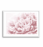 Peony In Bloom II Art Print-PRINT-Olive et Oriel-Olive et Oriel-A4 | 8.3" x 11.7" | 21 x 29.7cm-White-With White Border-Buy-Australian-Art-Prints-Online-with-Olive-et-Oriel-Your-Artwork-Specialists-Austrailia-Decorate-With-Coastal-Photo-Wall-Art-Prints-From-Our-Beach-House-Artwork-Collection-Fine-Poster-and-Framed-Artwork