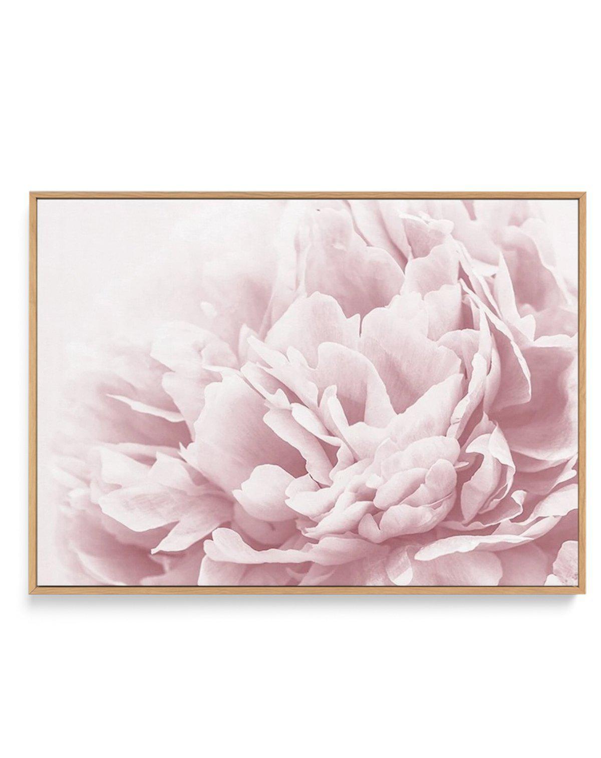 Peony In Bloom II | Framed Canvas-CANVAS-You can shop wall art online with Olive et Oriel for everything from abstract art to fun kids wall art. Our beautiful modern art prints and canvas art are available from large canvas prints to wall art paintings and our proudly Australian artwork collection offers only the highest quality framed large wall art and canvas art Australia - You can buy fashion photography prints or Hampton print posters and paintings on canvas from Olive et Oriel and have the