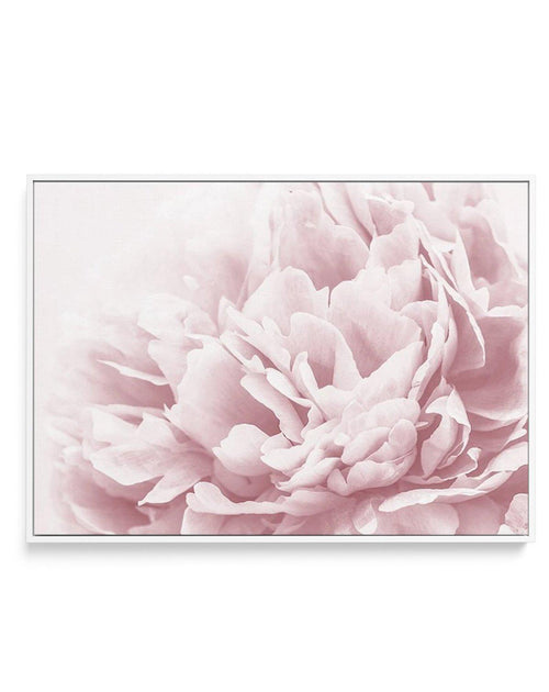Peony In Bloom II | Framed Canvas-CANVAS-You can shop wall art online with Olive et Oriel for everything from abstract art to fun kids wall art. Our beautiful modern art prints and canvas art are available from large canvas prints to wall art paintings and our proudly Australian artwork collection offers only the highest quality framed large wall art and canvas art Australia - You can buy fashion photography prints or Hampton print posters and paintings on canvas from Olive et Oriel and have the