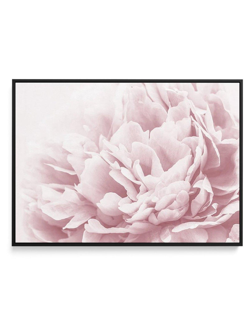 Peony In Bloom II | Framed Canvas-CANVAS-You can shop wall art online with Olive et Oriel for everything from abstract art to fun kids wall art. Our beautiful modern art prints and canvas art are available from large canvas prints to wall art paintings and our proudly Australian artwork collection offers only the highest quality framed large wall art and canvas art Australia - You can buy fashion photography prints or Hampton print posters and paintings on canvas from Olive et Oriel and have the