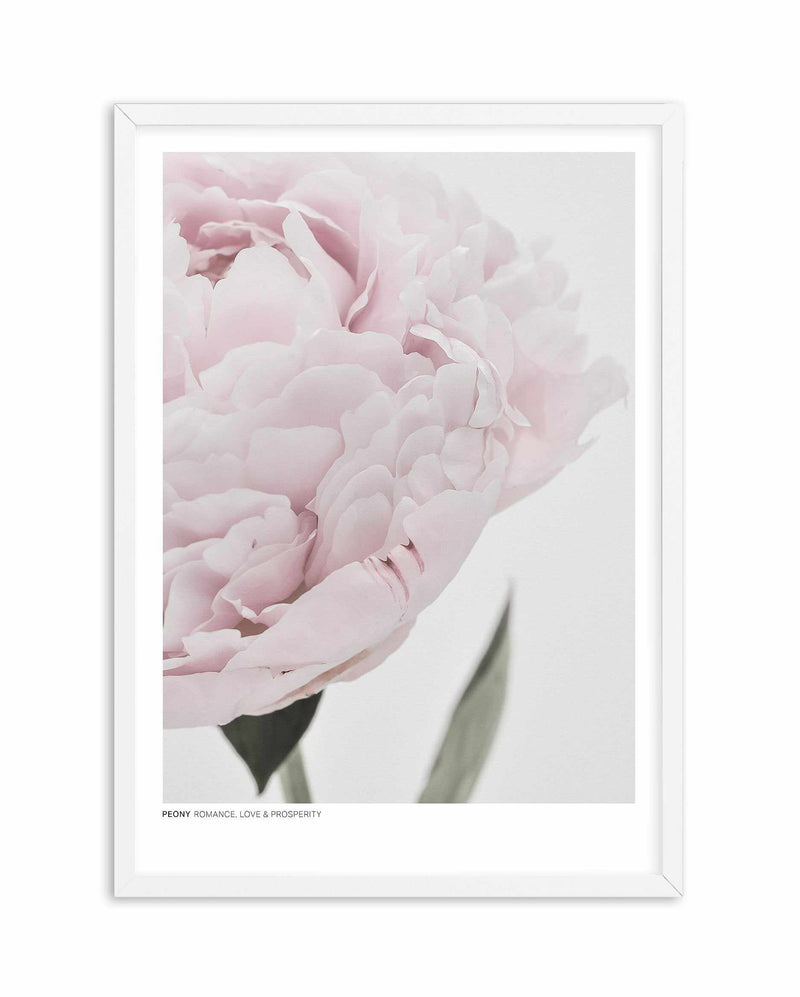 Peony | Love, Romance, Prosperity Art Print-PRINT-Olive et Oriel-Olive et Oriel-A4 | 8.3" x 11.7" | 21 x 29.7cm-White-With White Border-Buy-Australian-Art-Prints-Online-with-Olive-et-Oriel-Your-Artwork-Specialists-Austrailia-Decorate-With-Coastal-Photo-Wall-Art-Prints-From-Our-Beach-House-Artwork-Collection-Fine-Poster-and-Framed-Artwork
