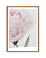 Peony | Love, Romance, Prosperity Art Print-PRINT-Olive et Oriel-Olive et Oriel-50x70 cm | 19.6" x 27.5"-Walnut-With White Border-Buy-Australian-Art-Prints-Online-with-Olive-et-Oriel-Your-Artwork-Specialists-Austrailia-Decorate-With-Coastal-Photo-Wall-Art-Prints-From-Our-Beach-House-Artwork-Collection-Fine-Poster-and-Framed-Artwork