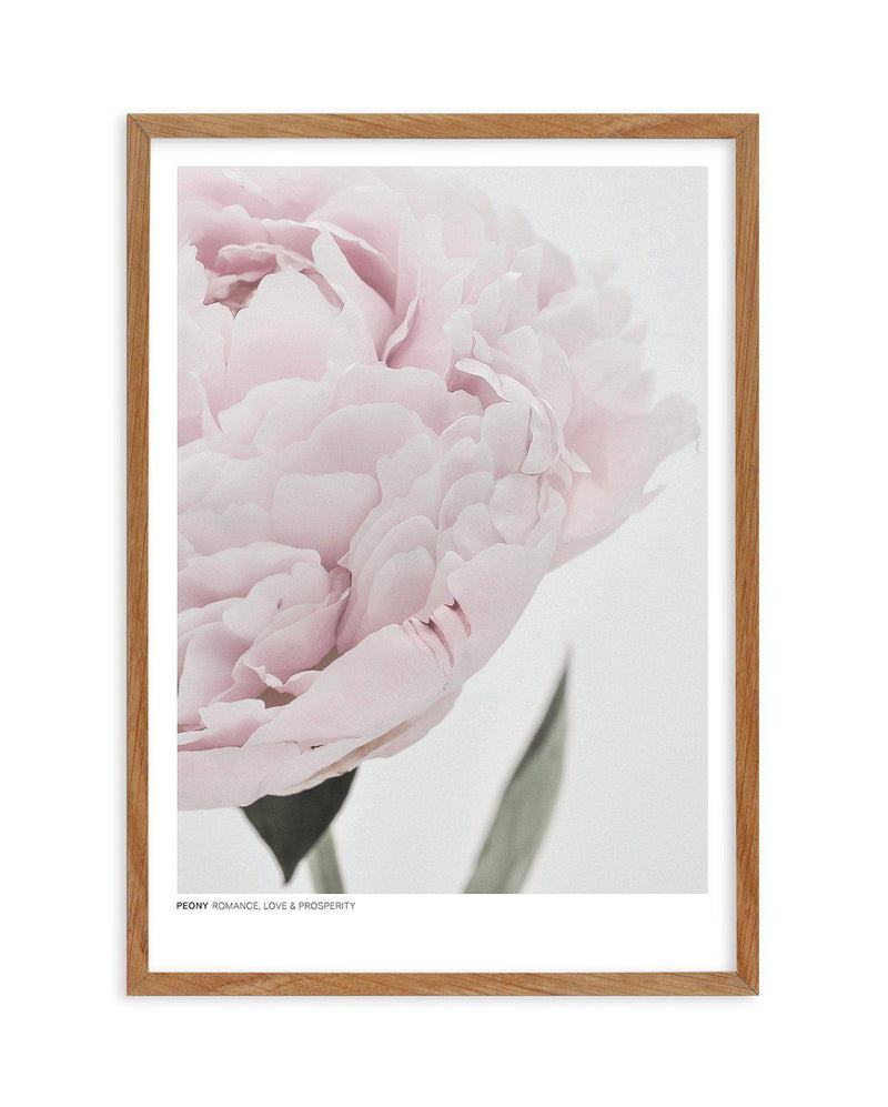 Peony | Love, Romance, Prosperity Art Print-PRINT-Olive et Oriel-Olive et Oriel-50x70 cm | 19.6" x 27.5"-Walnut-With White Border-Buy-Australian-Art-Prints-Online-with-Olive-et-Oriel-Your-Artwork-Specialists-Austrailia-Decorate-With-Coastal-Photo-Wall-Art-Prints-From-Our-Beach-House-Artwork-Collection-Fine-Poster-and-Framed-Artwork