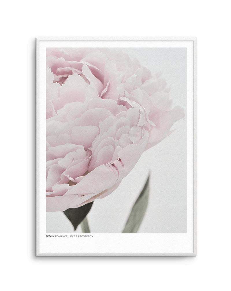Peony | Love, Romance, Prosperity Art Print-PRINT-Olive et Oriel-Olive et Oriel-A4 | 8.3" x 11.7" | 21 x 29.7cm-Unframed Art Print-With White Border-Buy-Australian-Art-Prints-Online-with-Olive-et-Oriel-Your-Artwork-Specialists-Austrailia-Decorate-With-Coastal-Photo-Wall-Art-Prints-From-Our-Beach-House-Artwork-Collection-Fine-Poster-and-Framed-Artwork