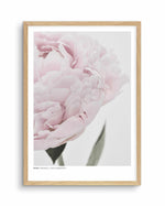 Peony | Love, Romance, Prosperity Art Print-PRINT-Olive et Oriel-Olive et Oriel-A4 | 8.3" x 11.7" | 21 x 29.7cm-Oak-With White Border-Buy-Australian-Art-Prints-Online-with-Olive-et-Oriel-Your-Artwork-Specialists-Austrailia-Decorate-With-Coastal-Photo-Wall-Art-Prints-From-Our-Beach-House-Artwork-Collection-Fine-Poster-and-Framed-Artwork