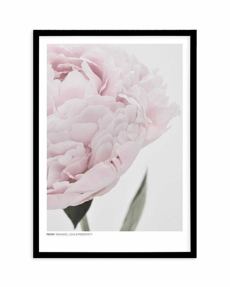 Peony | Love, Romance, Prosperity Art Print-PRINT-Olive et Oriel-Olive et Oriel-A4 | 8.3" x 11.7" | 21 x 29.7cm-Black-With White Border-Buy-Australian-Art-Prints-Online-with-Olive-et-Oriel-Your-Artwork-Specialists-Austrailia-Decorate-With-Coastal-Photo-Wall-Art-Prints-From-Our-Beach-House-Artwork-Collection-Fine-Poster-and-Framed-Artwork