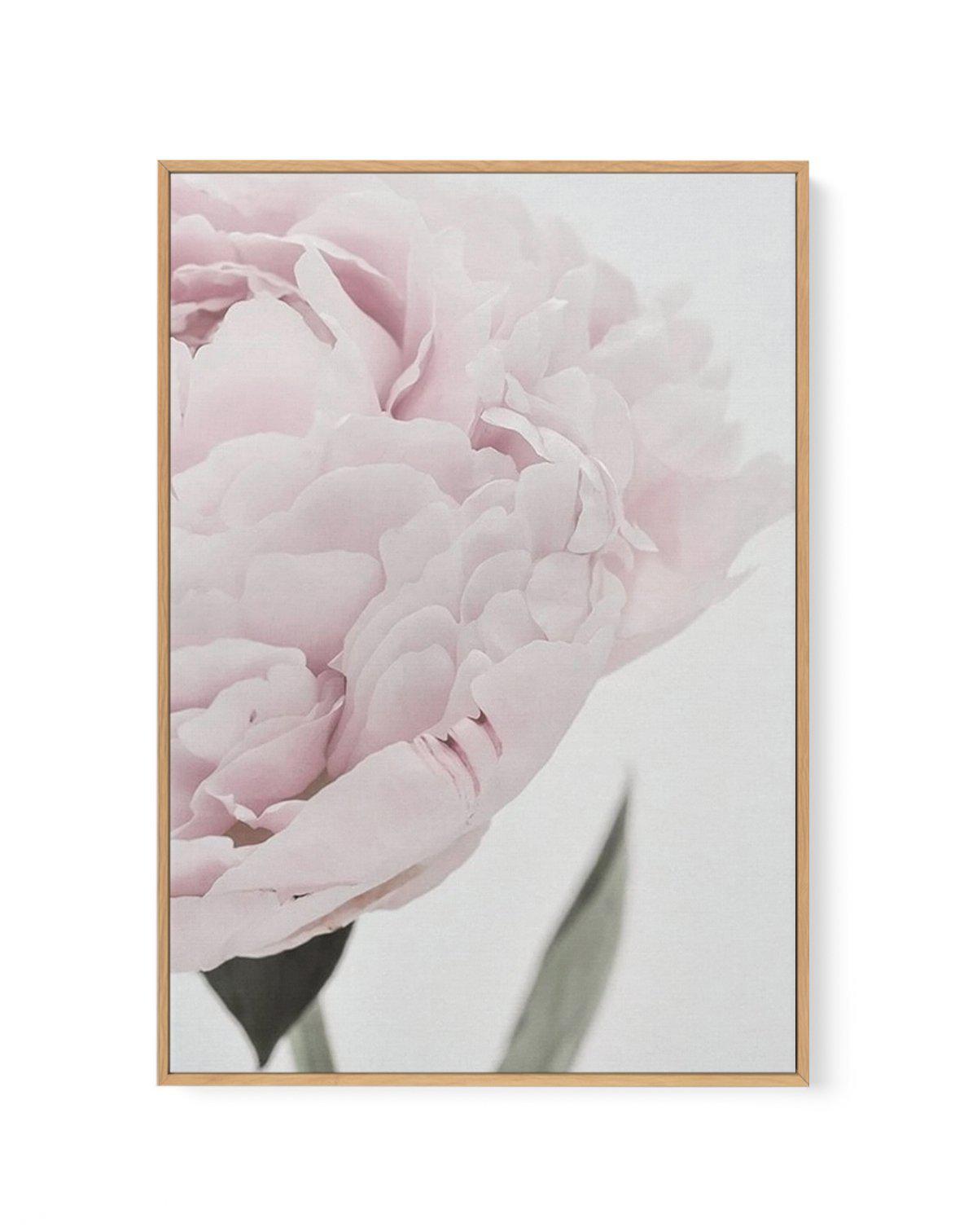 Peony | Love, Romance, Prosperity | Framed Canvas-CANVAS-You can shop wall art online with Olive et Oriel for everything from abstract art to fun kids wall art. Our beautiful modern art prints and canvas art are available from large canvas prints to wall art paintings and our proudly Australian artwork collection offers only the highest quality framed large wall art and canvas art Australia - You can buy fashion photography prints or Hampton print posters and paintings on canvas from Olive et Or