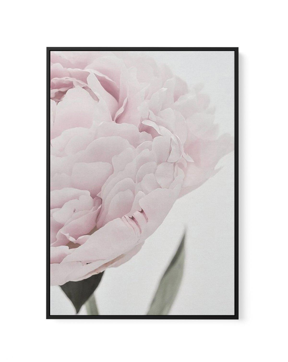 Peony | Love, Romance, Prosperity | Framed Canvas-CANVAS-You can shop wall art online with Olive et Oriel for everything from abstract art to fun kids wall art. Our beautiful modern art prints and canvas art are available from large canvas prints to wall art paintings and our proudly Australian artwork collection offers only the highest quality framed large wall art and canvas art Australia - You can buy fashion photography prints or Hampton print posters and paintings on canvas from Olive et Or