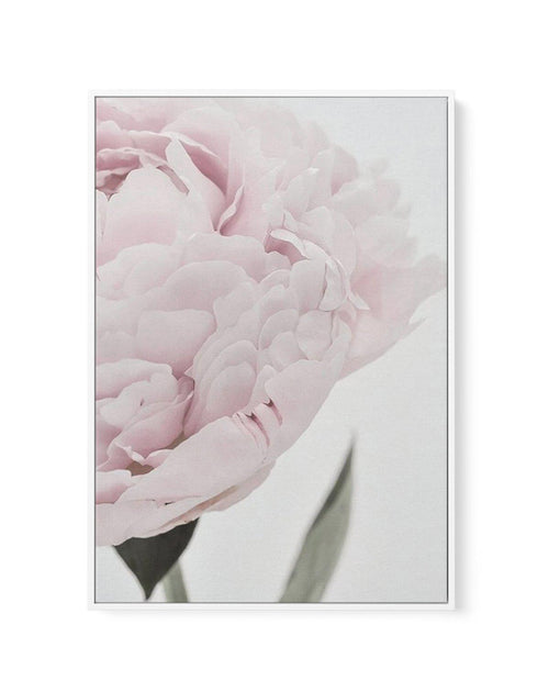 Peony | Love, Romance, Prosperity | Framed Canvas-CANVAS-You can shop wall art online with Olive et Oriel for everything from abstract art to fun kids wall art. Our beautiful modern art prints and canvas art are available from large canvas prints to wall art paintings and our proudly Australian artwork collection offers only the highest quality framed large wall art and canvas art Australia - You can buy fashion photography prints or Hampton print posters and paintings on canvas from Olive et Or