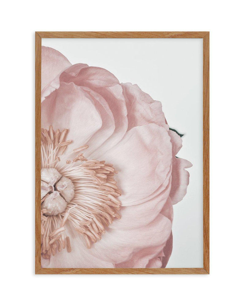 Peony Parfait I Art Print-PRINT-Olive et Oriel-Olive et Oriel-50x70 cm | 19.6" x 27.5"-Walnut-With White Border-Buy-Australian-Art-Prints-Online-with-Olive-et-Oriel-Your-Artwork-Specialists-Austrailia-Decorate-With-Coastal-Photo-Wall-Art-Prints-From-Our-Beach-House-Artwork-Collection-Fine-Poster-and-Framed-Artwork