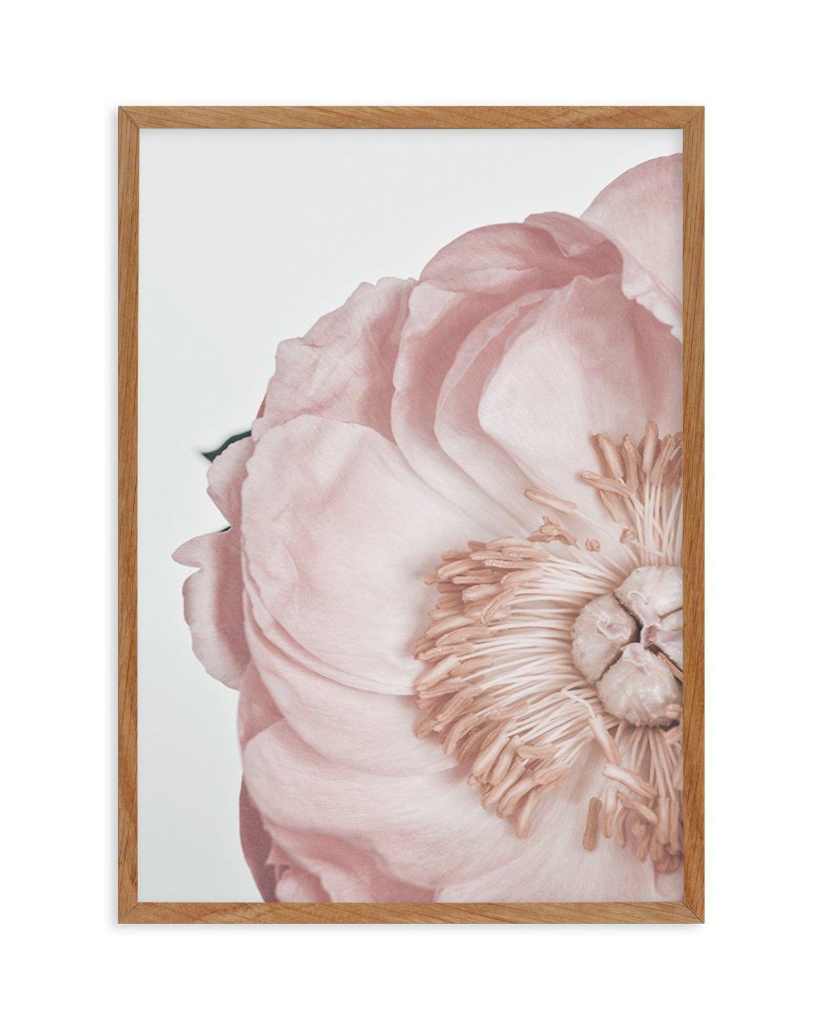 Peony Parfait II Art Print-PRINT-Olive et Oriel-Olive et Oriel-50x70 cm | 19.6" x 27.5"-Walnut-With White Border-Buy-Australian-Art-Prints-Online-with-Olive-et-Oriel-Your-Artwork-Specialists-Austrailia-Decorate-With-Coastal-Photo-Wall-Art-Prints-From-Our-Beach-House-Artwork-Collection-Fine-Poster-and-Framed-Artwork