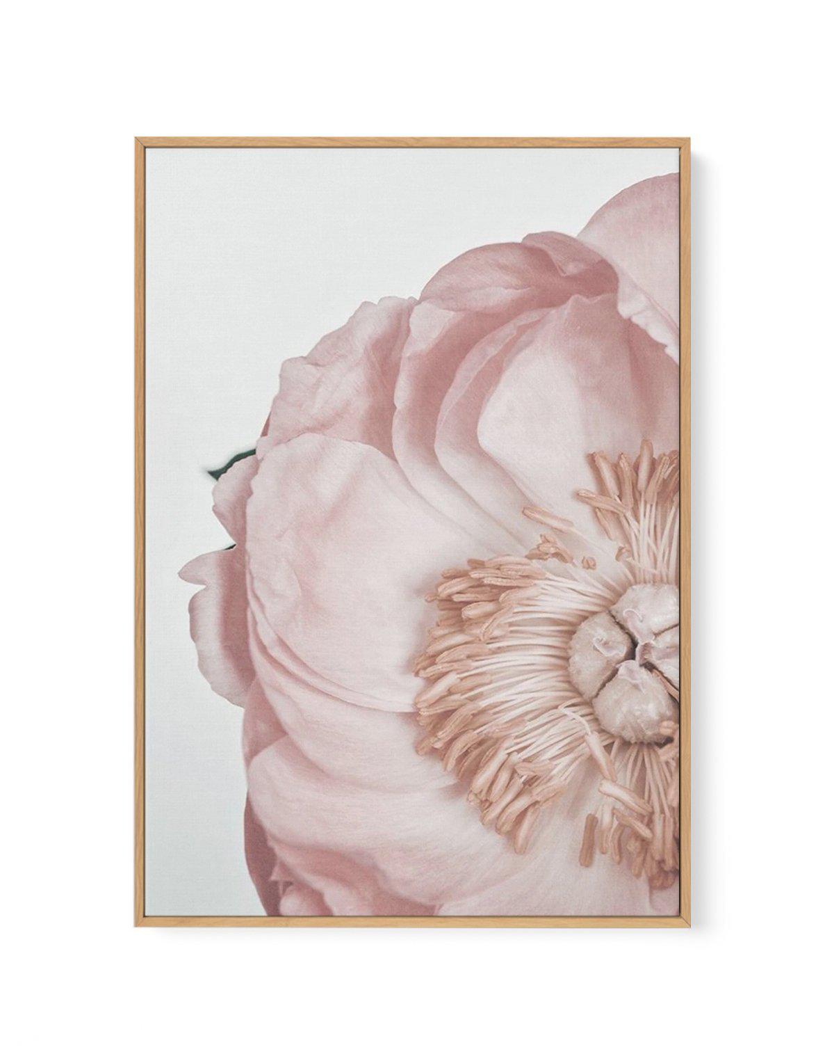 Peony Parfait II | Framed Canvas-CANVAS-You can shop wall art online with Olive et Oriel for everything from abstract art to fun kids wall art. Our beautiful modern art prints and canvas art are available from large canvas prints to wall art paintings and our proudly Australian artwork collection offers only the highest quality framed large wall art and canvas art Australia - You can buy fashion photography prints or Hampton print posters and paintings on canvas from Olive et Oriel and have them