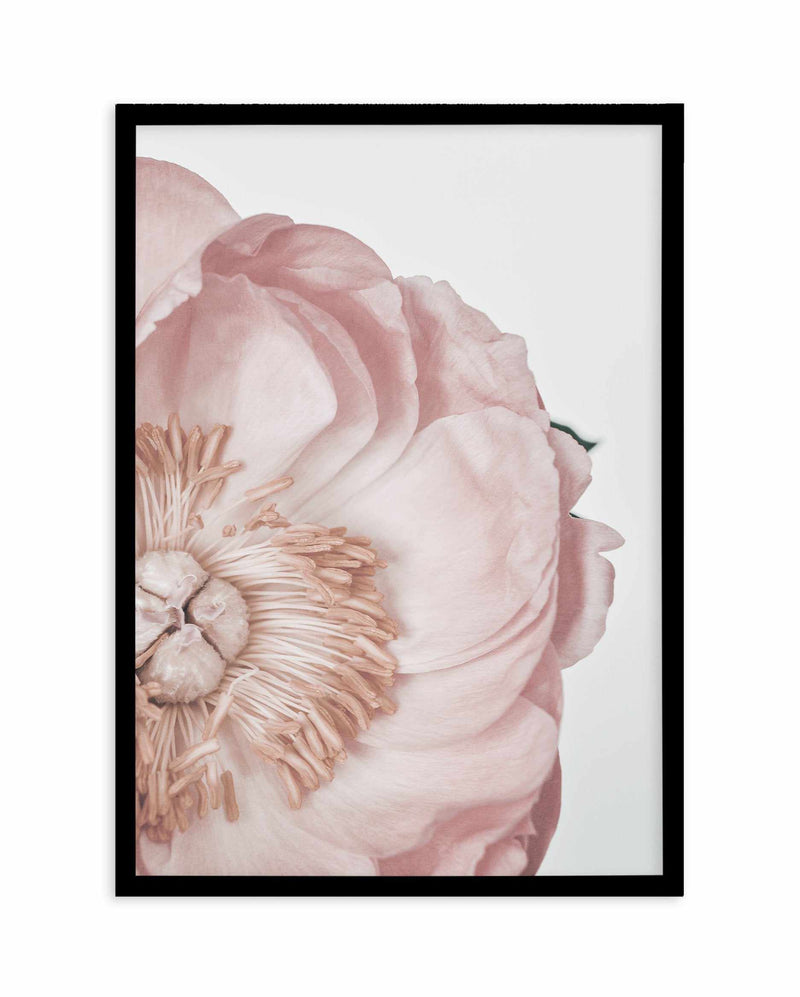 Peony Parfait I Art Print-PRINT-Olive et Oriel-Olive et Oriel-A5 | 5.8" x 8.3" | 14.8 x 21cm-Black-With White Border-Buy-Australian-Art-Prints-Online-with-Olive-et-Oriel-Your-Artwork-Specialists-Austrailia-Decorate-With-Coastal-Photo-Wall-Art-Prints-From-Our-Beach-House-Artwork-Collection-Fine-Poster-and-Framed-Artwork