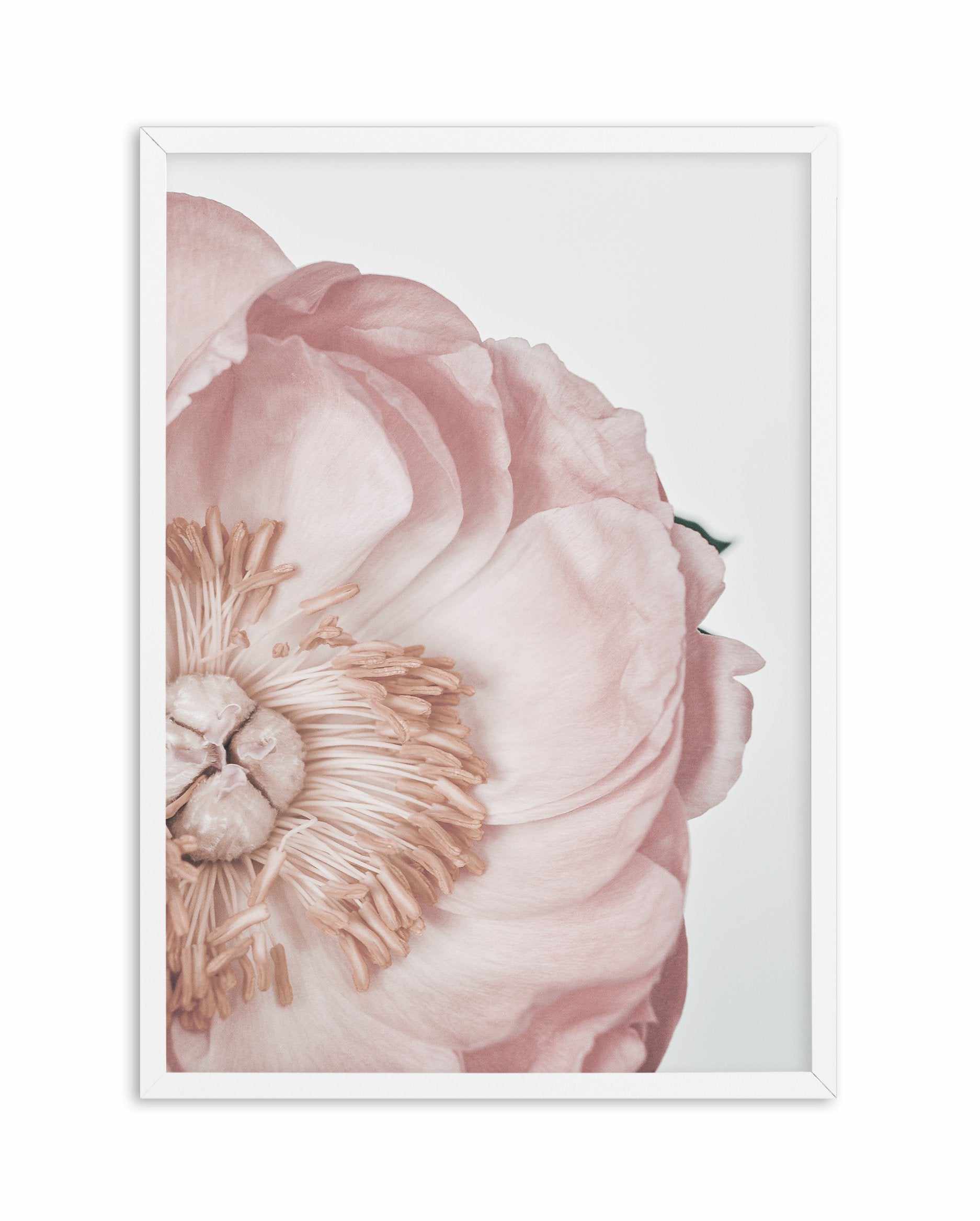 Peony Parfait I Art Print-PRINT-Olive et Oriel-Olive et Oriel-A5 | 5.8" x 8.3" | 14.8 x 21cm-White-With White Border-Buy-Australian-Art-Prints-Online-with-Olive-et-Oriel-Your-Artwork-Specialists-Austrailia-Decorate-With-Coastal-Photo-Wall-Art-Prints-From-Our-Beach-House-Artwork-Collection-Fine-Poster-and-Framed-Artwork