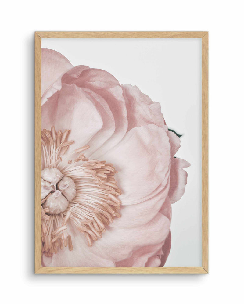 Peony Parfait I Art Print-PRINT-Olive et Oriel-Olive et Oriel-A5 | 5.8" x 8.3" | 14.8 x 21cm-Oak-With White Border-Buy-Australian-Art-Prints-Online-with-Olive-et-Oriel-Your-Artwork-Specialists-Austrailia-Decorate-With-Coastal-Photo-Wall-Art-Prints-From-Our-Beach-House-Artwork-Collection-Fine-Poster-and-Framed-Artwork