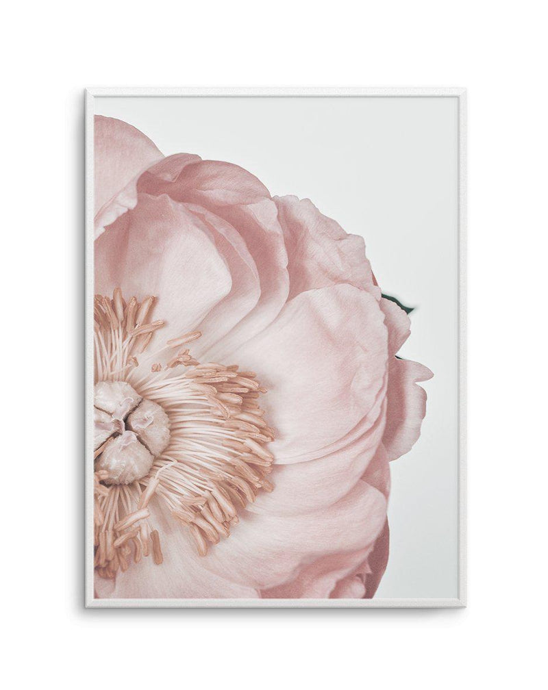 Peony Parfait I Art Print-PRINT-Olive et Oriel-Olive et Oriel-A5 | 5.8" x 8.3" | 14.8 x 21cm-Unframed Art Print-With White Border-Buy-Australian-Art-Prints-Online-with-Olive-et-Oriel-Your-Artwork-Specialists-Austrailia-Decorate-With-Coastal-Photo-Wall-Art-Prints-From-Our-Beach-House-Artwork-Collection-Fine-Poster-and-Framed-Artwork
