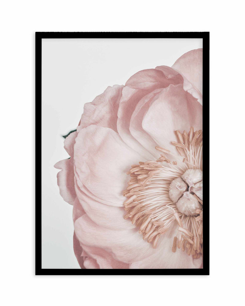 Peony Parfait II Art Print-PRINT-Olive et Oriel-Olive et Oriel-A5 | 5.8" x 8.3" | 14.8 x 21cm-Black-With White Border-Buy-Australian-Art-Prints-Online-with-Olive-et-Oriel-Your-Artwork-Specialists-Austrailia-Decorate-With-Coastal-Photo-Wall-Art-Prints-From-Our-Beach-House-Artwork-Collection-Fine-Poster-and-Framed-Artwork