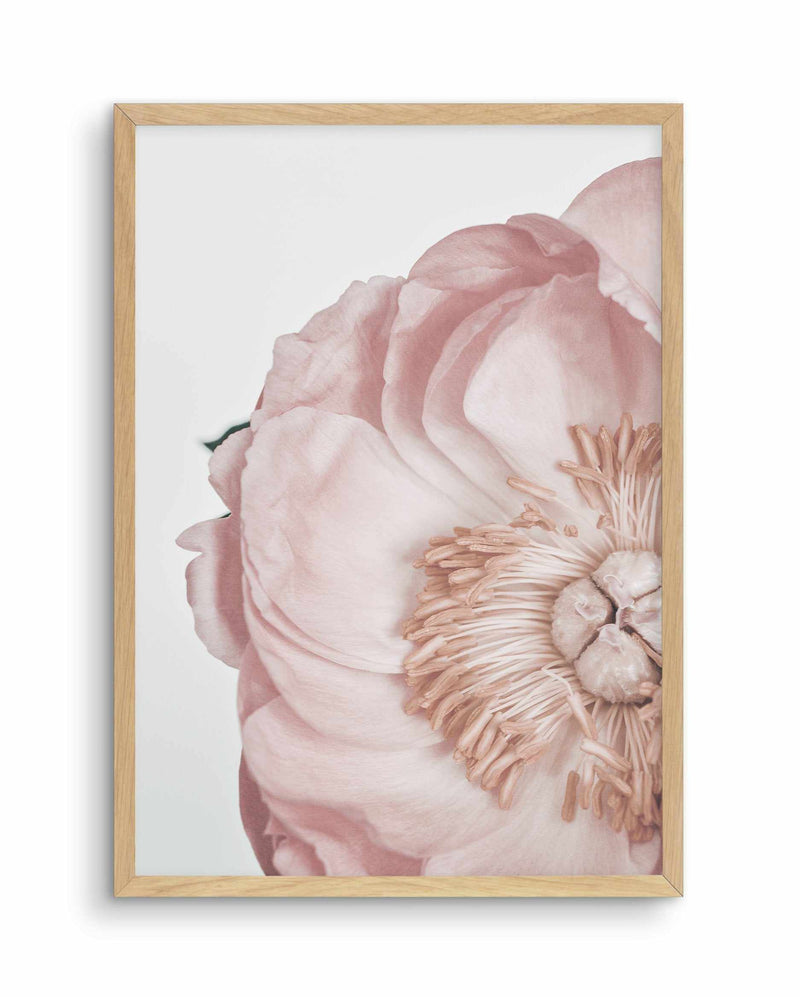 Peony Parfait II Art Print-PRINT-Olive et Oriel-Olive et Oriel-A5 | 5.8" x 8.3" | 14.8 x 21cm-Oak-With White Border-Buy-Australian-Art-Prints-Online-with-Olive-et-Oriel-Your-Artwork-Specialists-Austrailia-Decorate-With-Coastal-Photo-Wall-Art-Prints-From-Our-Beach-House-Artwork-Collection-Fine-Poster-and-Framed-Artwork