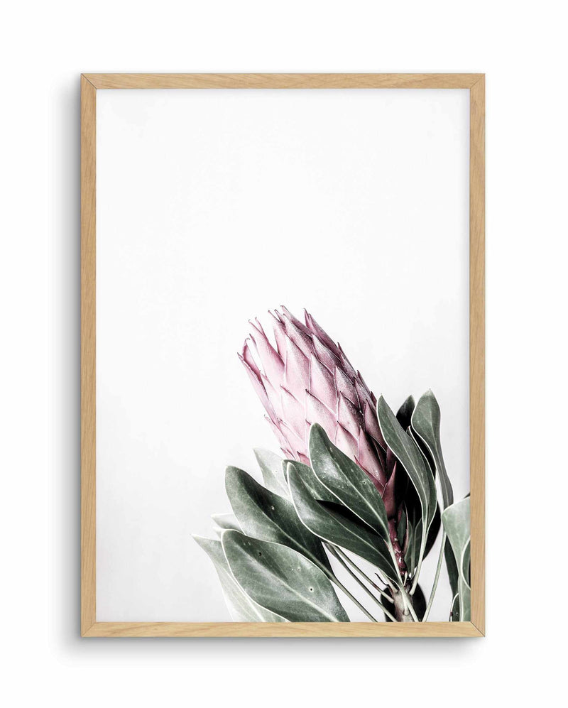 Petite Protea Art Print-PRINT-Olive et Oriel-Olive et Oriel-A5 | 5.8" x 8.3" | 14.8 x 21cm-Oak-With White Border-Buy-Australian-Art-Prints-Online-with-Olive-et-Oriel-Your-Artwork-Specialists-Austrailia-Decorate-With-Coastal-Photo-Wall-Art-Prints-From-Our-Beach-House-Artwork-Collection-Fine-Poster-and-Framed-Artwork