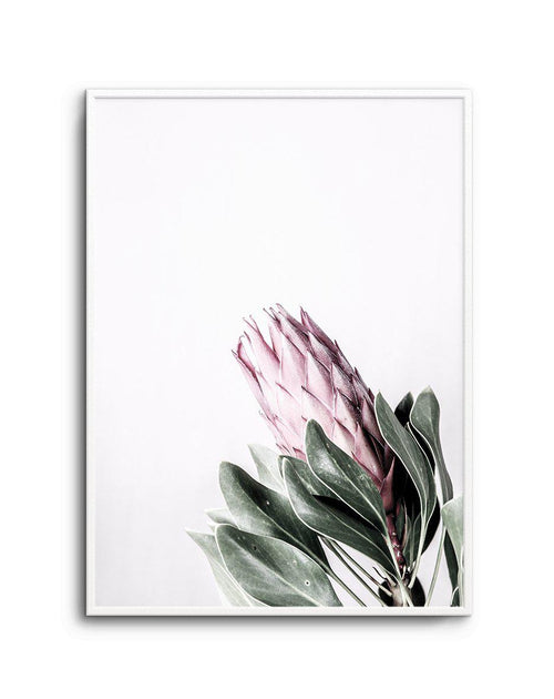 Petite Protea Art Print-PRINT-Olive et Oriel-Olive et Oriel-A5 | 5.8" x 8.3" | 14.8 x 21cm-Unframed Art Print-With White Border-Buy-Australian-Art-Prints-Online-with-Olive-et-Oriel-Your-Artwork-Specialists-Austrailia-Decorate-With-Coastal-Photo-Wall-Art-Prints-From-Our-Beach-House-Artwork-Collection-Fine-Poster-and-Framed-Artwork