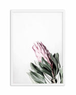Petite Protea Art Print-PRINT-Olive et Oriel-Olive et Oriel-A5 | 5.8" x 8.3" | 14.8 x 21cm-White-With White Border-Buy-Australian-Art-Prints-Online-with-Olive-et-Oriel-Your-Artwork-Specialists-Austrailia-Decorate-With-Coastal-Photo-Wall-Art-Prints-From-Our-Beach-House-Artwork-Collection-Fine-Poster-and-Framed-Artwork
