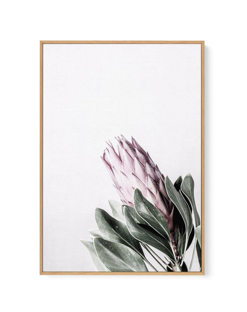 Petite Protea | Framed Canvas-CANVAS-You can shop wall art online with Olive et Oriel for everything from abstract art to fun kids wall art. Our beautiful modern art prints and canvas art are available from large canvas prints to wall art paintings and our proudly Australian artwork collection offers only the highest quality framed large wall art and canvas art Australia - You can buy fashion photography prints or Hampton print posters and paintings on canvas from Olive et Oriel and have them de