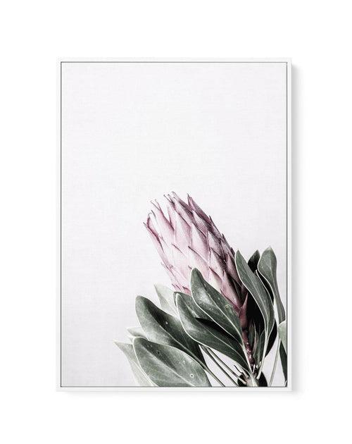 Petite Protea | Framed Canvas-CANVAS-You can shop wall art online with Olive et Oriel for everything from abstract art to fun kids wall art. Our beautiful modern art prints and canvas art are available from large canvas prints to wall art paintings and our proudly Australian artwork collection offers only the highest quality framed large wall art and canvas art Australia - You can buy fashion photography prints or Hampton print posters and paintings on canvas from Olive et Oriel and have them de