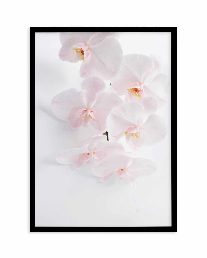 Phalaenopsis I Art Print-PRINT-Olive et Oriel-Olive et Oriel-A5 | 5.8" x 8.3" | 14.8 x 21cm-Black-With White Border-Buy-Australian-Art-Prints-Online-with-Olive-et-Oriel-Your-Artwork-Specialists-Austrailia-Decorate-With-Coastal-Photo-Wall-Art-Prints-From-Our-Beach-House-Artwork-Collection-Fine-Poster-and-Framed-Artwork