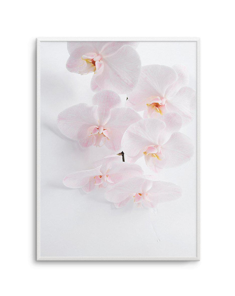 Phalaenopsis I Art Print-PRINT-Olive et Oriel-Olive et Oriel-A5 | 5.8" x 8.3" | 14.8 x 21cm-Unframed Art Print-With White Border-Buy-Australian-Art-Prints-Online-with-Olive-et-Oriel-Your-Artwork-Specialists-Austrailia-Decorate-With-Coastal-Photo-Wall-Art-Prints-From-Our-Beach-House-Artwork-Collection-Fine-Poster-and-Framed-Artwork