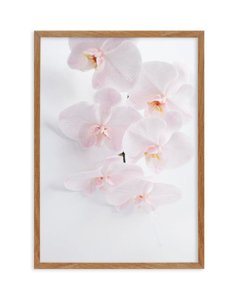 Phalaenopsis I Art Print-PRINT-Olive et Oriel-Olive et Oriel-50x70 cm | 19.6" x 27.5"-Walnut-With White Border-Buy-Australian-Art-Prints-Online-with-Olive-et-Oriel-Your-Artwork-Specialists-Austrailia-Decorate-With-Coastal-Photo-Wall-Art-Prints-From-Our-Beach-House-Artwork-Collection-Fine-Poster-and-Framed-Artwork