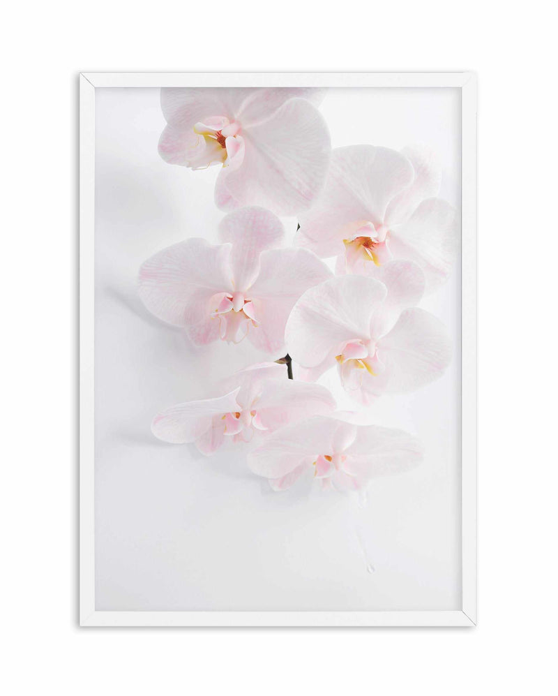 Phalaenopsis I Art Print-PRINT-Olive et Oriel-Olive et Oriel-A5 | 5.8" x 8.3" | 14.8 x 21cm-White-With White Border-Buy-Australian-Art-Prints-Online-with-Olive-et-Oriel-Your-Artwork-Specialists-Austrailia-Decorate-With-Coastal-Photo-Wall-Art-Prints-From-Our-Beach-House-Artwork-Collection-Fine-Poster-and-Framed-Artwork